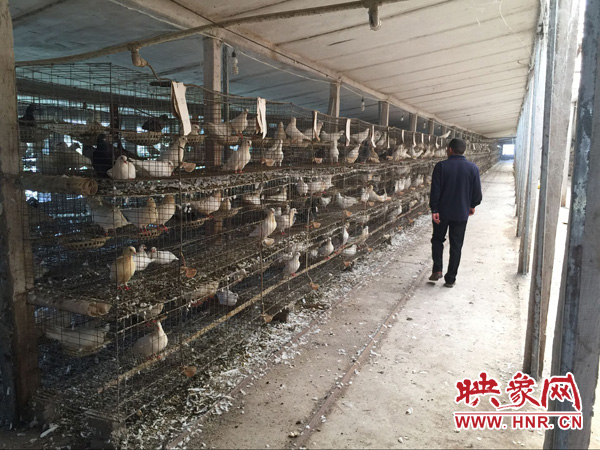 Huaibin farmers become pigeon kings to drive one side of economic development