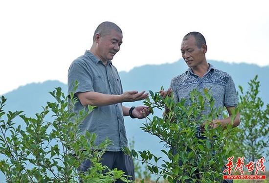 Tu Ziping: take farmers back to their hometown to start eco-agriculture and activate the mountains