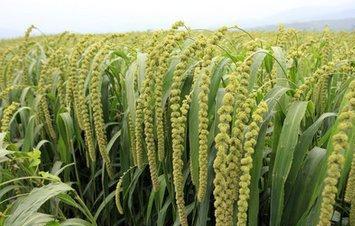 The price of millet soars, but farmers are unwilling to plant millet. Why?