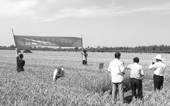 Northwest flour ridge wheat increases by 30% per mu.