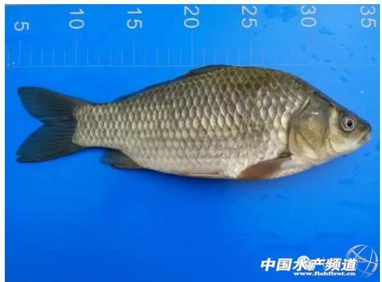 Artificial Propagation and Culture Technology of New Variety Changfeng Crucian Carp