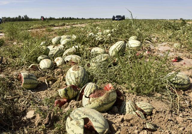 * *: watermelons are cheap and unsalable. Citizens love to buy melons.