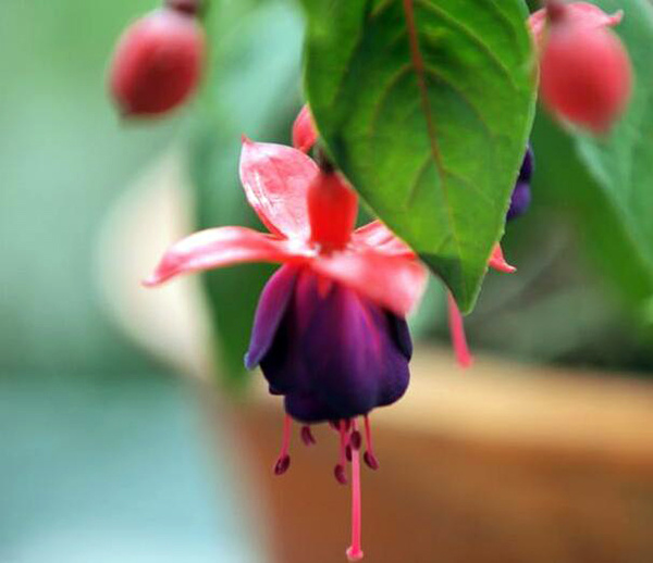 The culture method of hanging bell flower