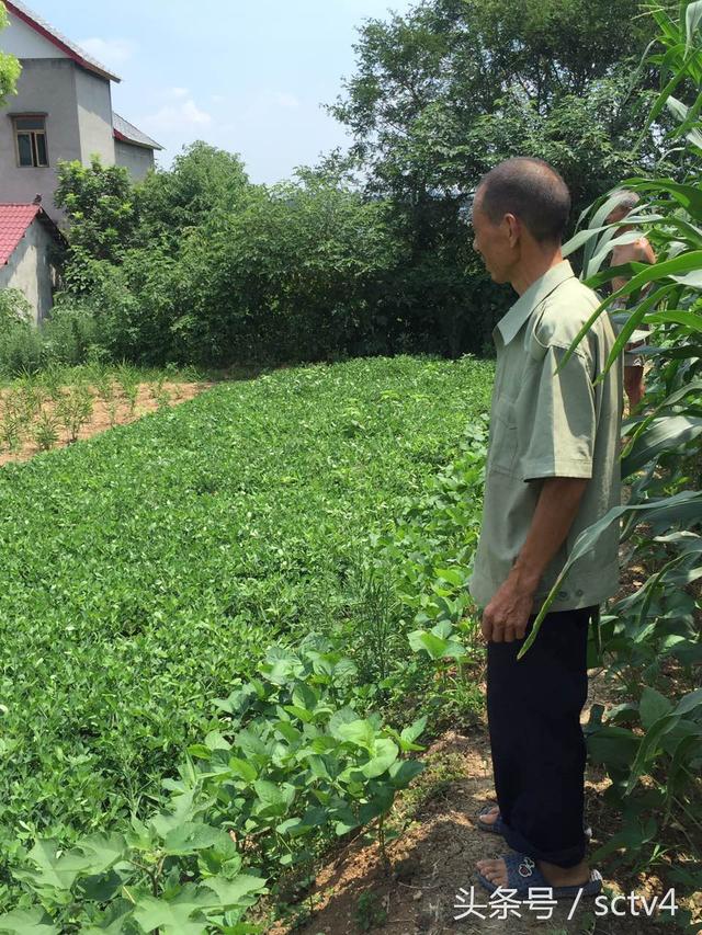 Is this ginseng? Farmers spend all their savings to buy seeds and plant what?