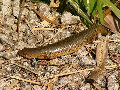 I almost killed a four-legged snake, and then I regretted it.