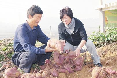 The Rich Sutra of the No.1 Scholars of Sweet Potato