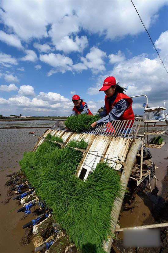 Abandon the high-paid organic rice 