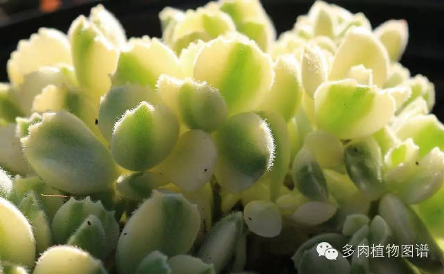 Why is the succulent breeding in your family bad? It is because of these erroneous practices!