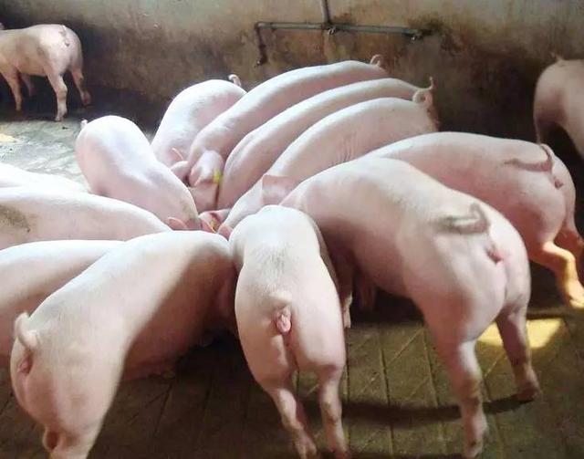 Market | Pig market is good in the second half of 2016, farmers will make money