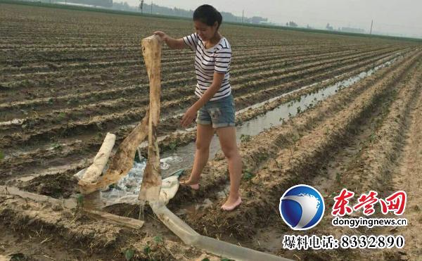 Shandong Dongying post-90s female college students set up a family farm with 200 mu of land and a bumper harvest of melons and beans.