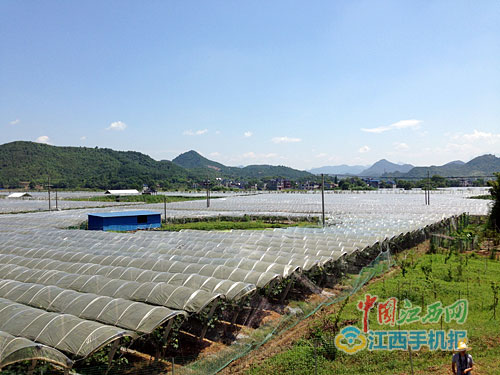 Shangrao Hengfeng string of grapes strung up farmers' dream of becoming rich