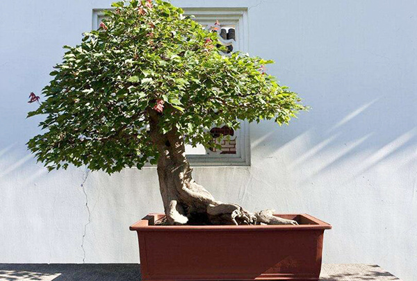 How to prune and maintain the triangular maple bonsai