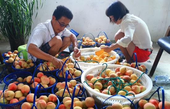 Raising rabbits, growing fruits, rabbit dung as fertilizer, the peaches here are so sweet.