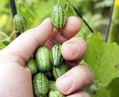 The farmer planted a watermelon smaller than a jujube and finally knew that he could play better than a city dweller.