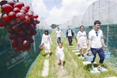 The orchard is too hot during the day, aiming at the moonlight economy, picking grapes at night is really 