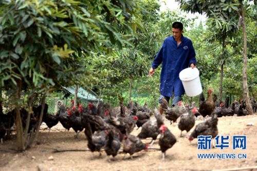 Nanyang, Henan: fan Zhongyang, Doctor of Chicken farming