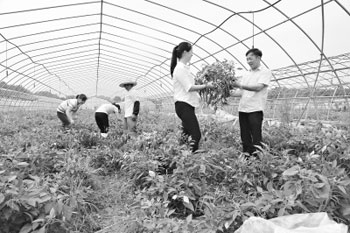 College couples grow chili peppers specially for big factories to make sauces.