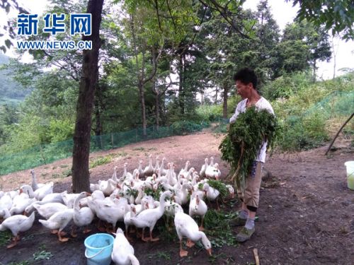 West Guizhou: farmers raise white geese and sing the song of getting rich.