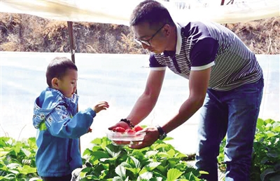 The boy who went back to his hometown to start a business and planted the best strawberries wanted to drive more villagers to get rich.