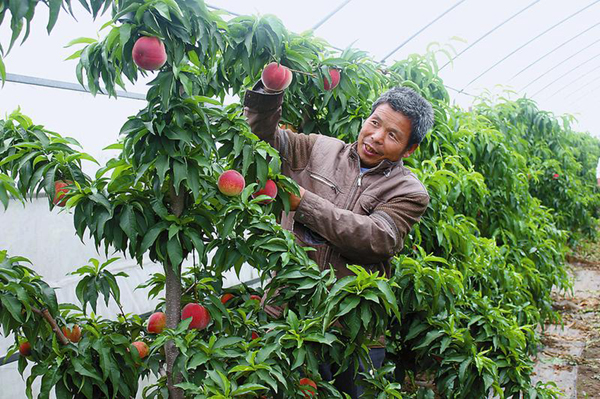 Zhao Zhihong's record of planting peaches-- A record of the birth of peaches in the first greenhouse in Shaanxi