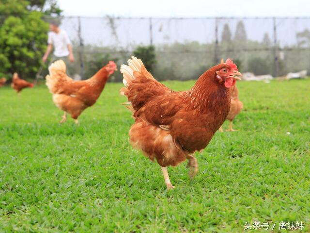 Earthworms can also raise chickens, another good way to make money