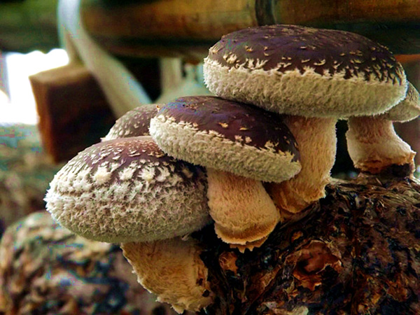 Shiqian, Guizhou: Lentinus edodes industry drives surrounding farmers to shake off poverty and become rich