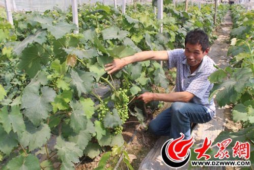 Dingtao, Shandong Province: it is not a dream to study potted fruits to get rich