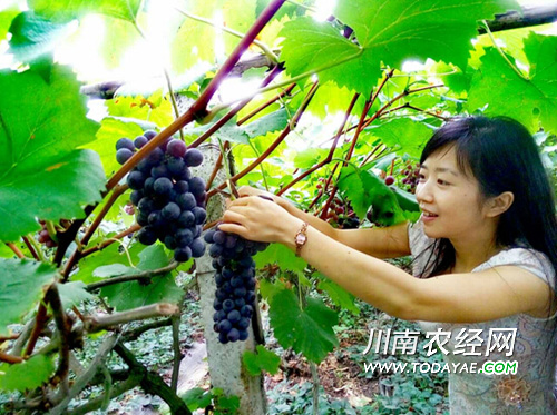 Embracing the Internet, Gao County College Students Cultivate Land Benefit of 20,000 Yuan per Mu