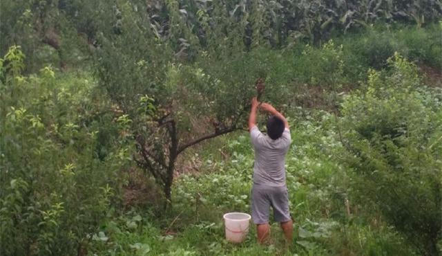 (one farm a day) the pace still stays in Sichuan, and the people who fall in love here still have fruit.