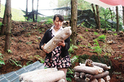 Farmers who grow edible fungi under the forest can find a good way to make money.