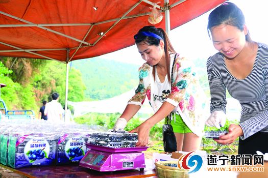 Father and son returned home to start a business and jointly build blueberry plantations