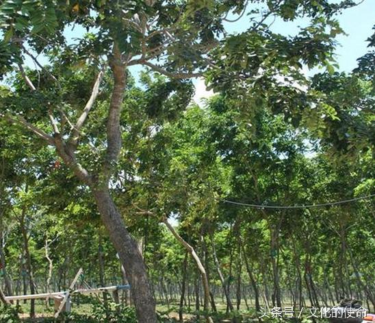 Sea yellow saplings were cut down and there was really no core material, and the buyers suffered heavy losses. Onlookers said they deserved it!