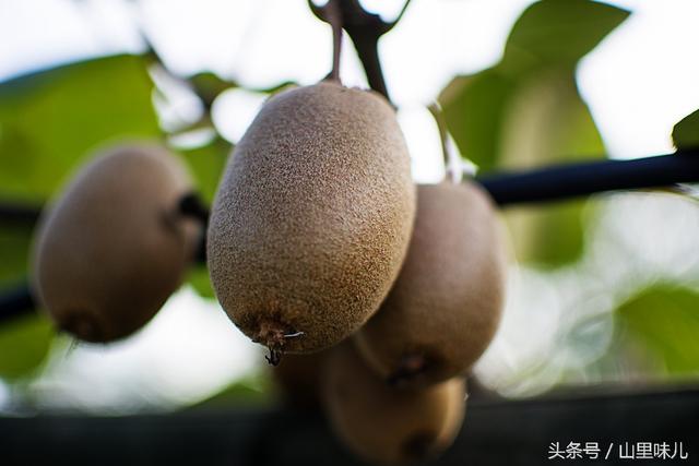 Taste in the mountains | kiwifruit in the mountains of the countryside is almost ripe