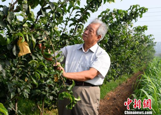 Hebei Fruit Tree experts'