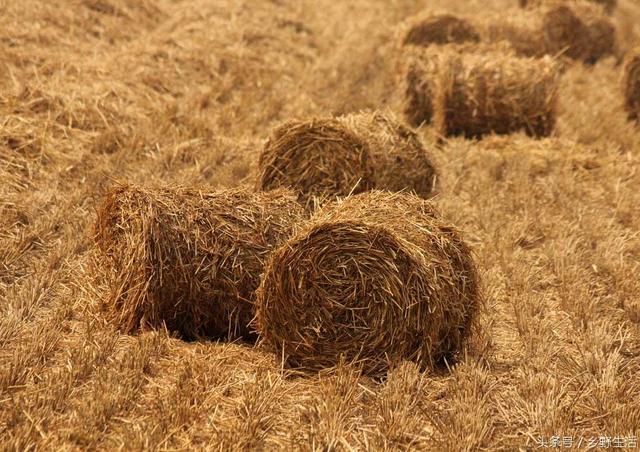 The reason why farmers burn recycled straw is very simple.