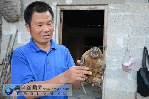 Cen Jiaru: sing the song of pig tortoise getting rich