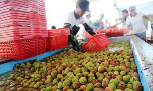 Hainan Qiongshan litchi has an output value of more than 400 million yuan and has become an important industry for farmers to get rich and increase their income.