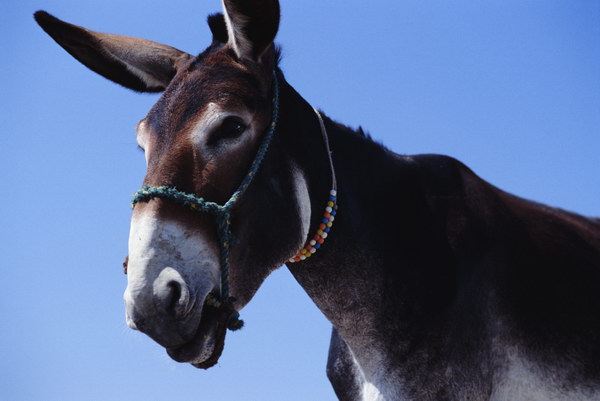 Analysis on the present situation and trend of Donkey Industry in China