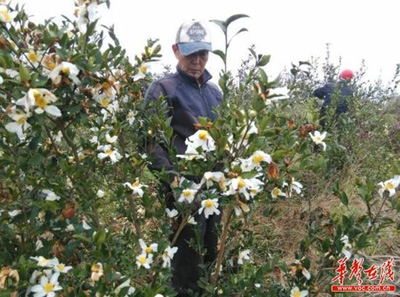 Foreign trade elites return home to plant Camellia oleifera to drive the common people to become rich