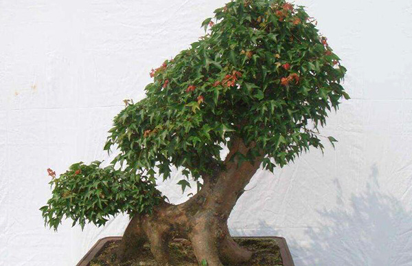 The method of making bonsai of Acer truncatum