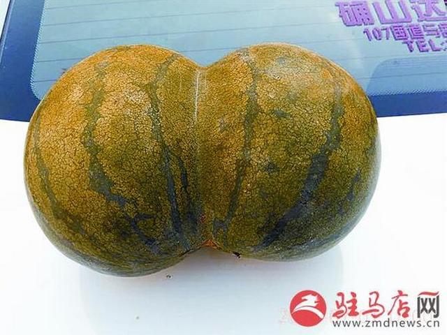 Qi! Melon farmers found that conjoined twins watermelon is sweeter than ordinary watermelon.