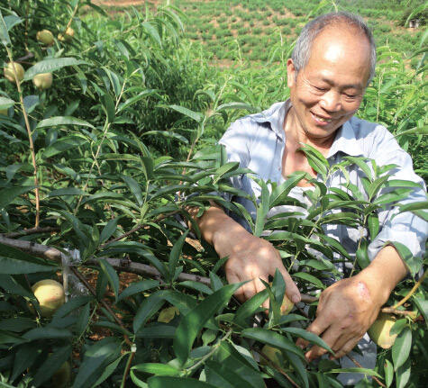 Cuihe Village, Ziyun County, Guizhou Province: Slope Huaguoshan Tiantian Wugu Garden