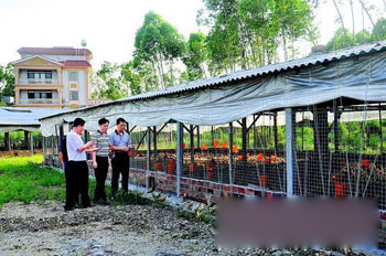 Boluo raised bearded chickens and achieved good results in getting rid of poverty in three years.