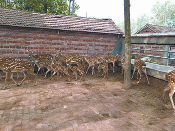 Raise sika deer in remote villages and become rich skillfully through breeding and processing