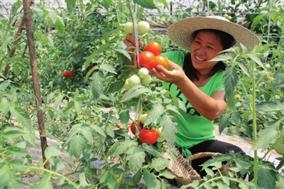 Vegetable planting base of vegetable farmer Tan Wubin in Dayuan Village, Changba Town, Wulong, Chongqing