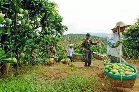 Baise mango is about to appear on the market, with the help of the government, and the fragrance of the fruit is floating around the world.