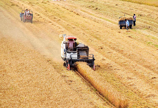 Combine: eat the wheat, eat the wheat