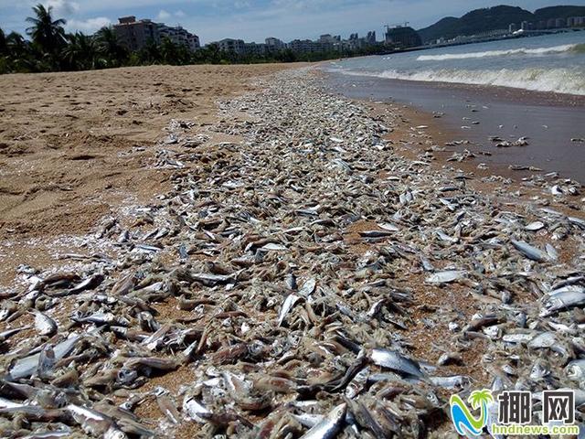 There are a large number of dead fish in Sanya Bay. Fishermen use illegal trawls to fish, resulting in the release of fishing nets.