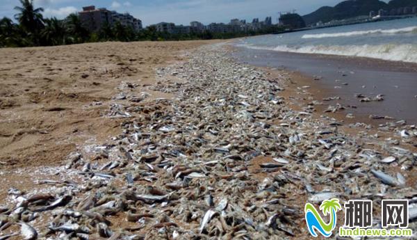 A large number of dead fish related departments have been involved in the investigation of nearly 600 meters of beach in Sanya Bay.