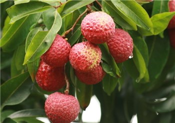 Hainan Chengmai cultivated seedless litchi 98 yuan a catty is still selling well